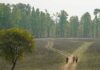 Nepal’s tiger population boom spurs initiatives for better coexistence