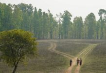 Nepal’s tiger population boom spurs initiatives for better coexistence
