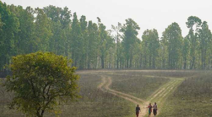 Nepal’s tiger population boom spurs initiatives for better coexistence