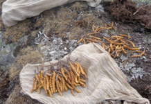 Yarsa of Mugu sold at 28 lakhs per kg