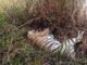 Royal Bengal tiger found dead in Kailali