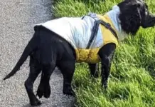 Dog with six legs has operation to remove extra limbs