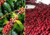 EU supports sustainable coffee farming training in Sudurpashchim