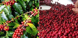 EU supports sustainable coffee farming training in Sudurpashchim