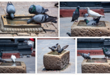 IN PICS: Pigeons turn to water as Kathmandu sizzles