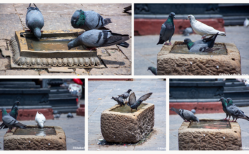 IN PICS: Pigeons turn to water as Kathmandu sizzles