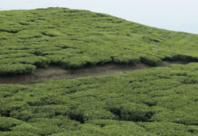 Demand for Nepali tea abroad reviving