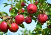 Hybrid apple farming expands across Manang district