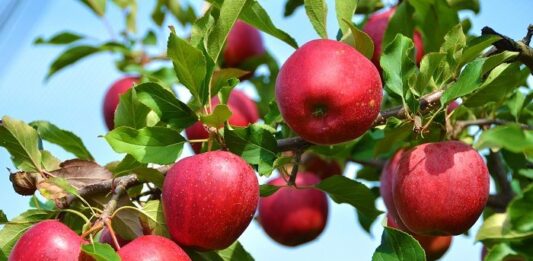 Hybrid apple farming expands across Manang district